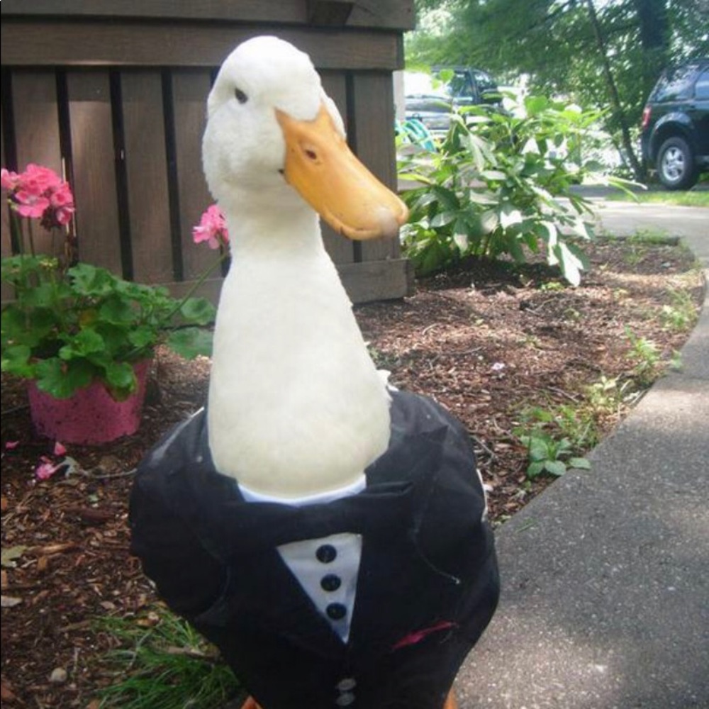 Meet your Posher, Lil